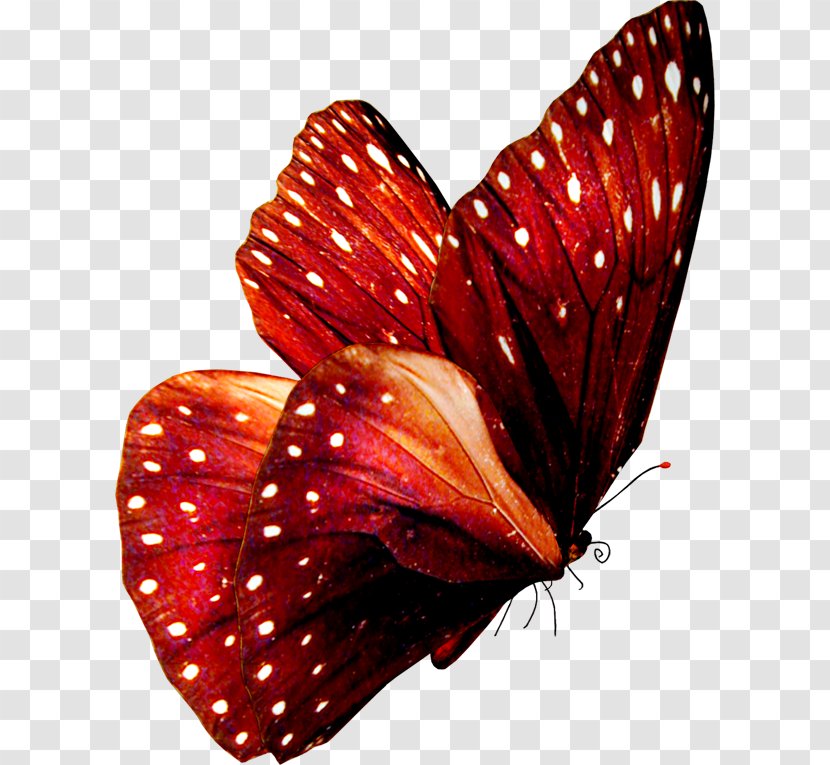 Butterfly Insect Greta Oto Clip Art Transparent PNG