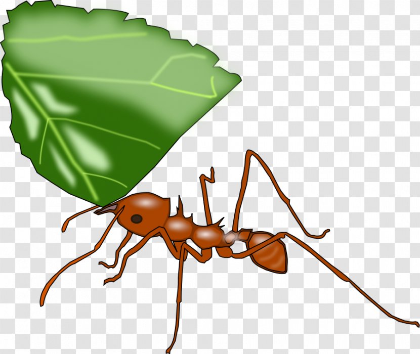 Leafcutter Ant Atta Cephalotes Clip Art - Organism - Antarctica Clipart Transparent PNG