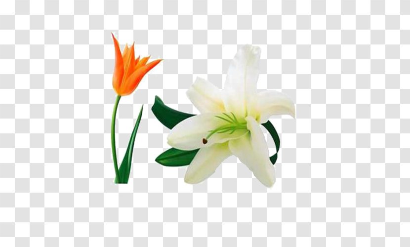 Lilium Flower - Lily Floating Material Transparent PNG
