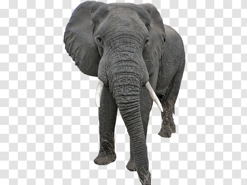 Indian Elephant African PhotoScape - Animal - Elefantes Transparent PNG