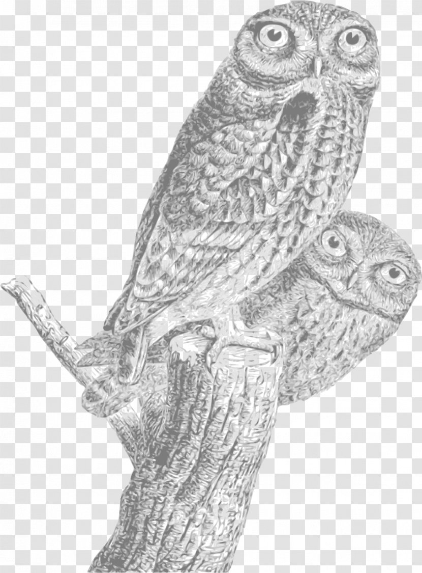 Bird Line Drawing - Regular Expression - Falconiformes Screech Owl Transparent PNG
