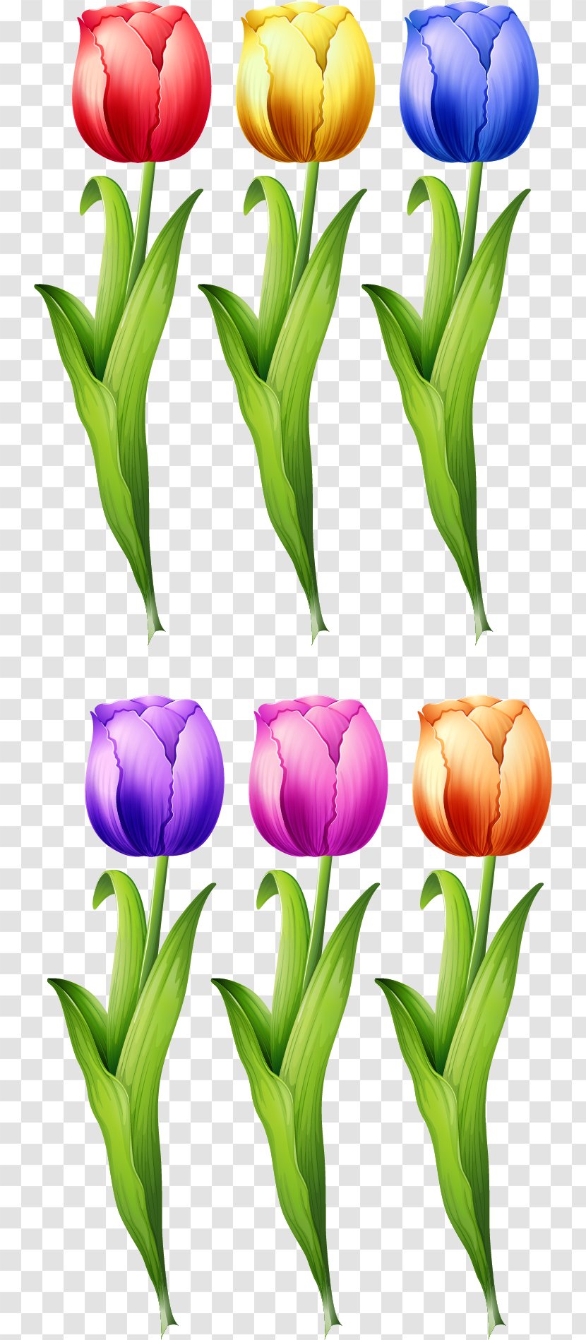 Tulip Flower Illustration - Designer - Vector Hand-painted Transparent PNG