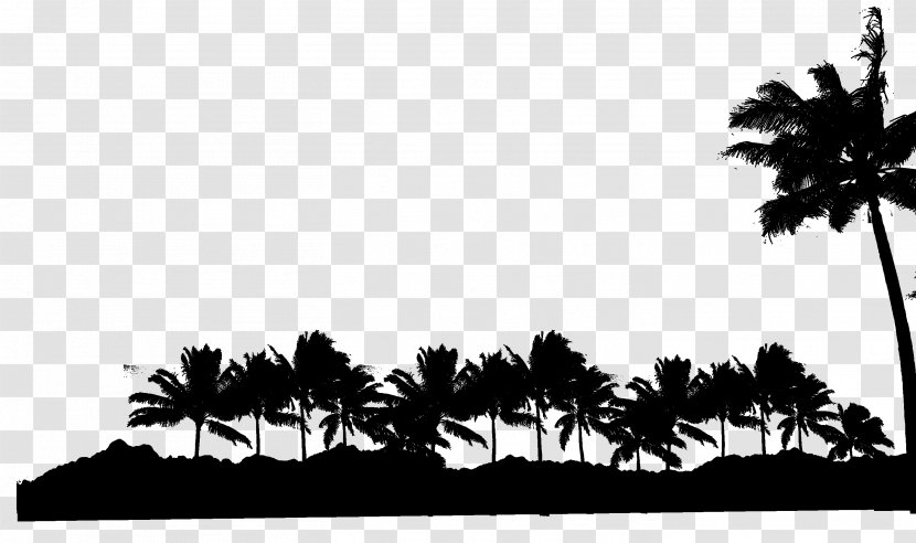 Asian Palmyra Palm Black & White - Monochrome - M Trees Leaf Desktop Wallpaper Transparent PNG