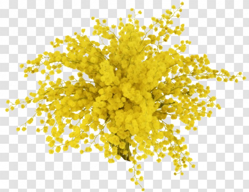 Mimosa Salad Information - Tree - Sunflower Leaf Transparent PNG