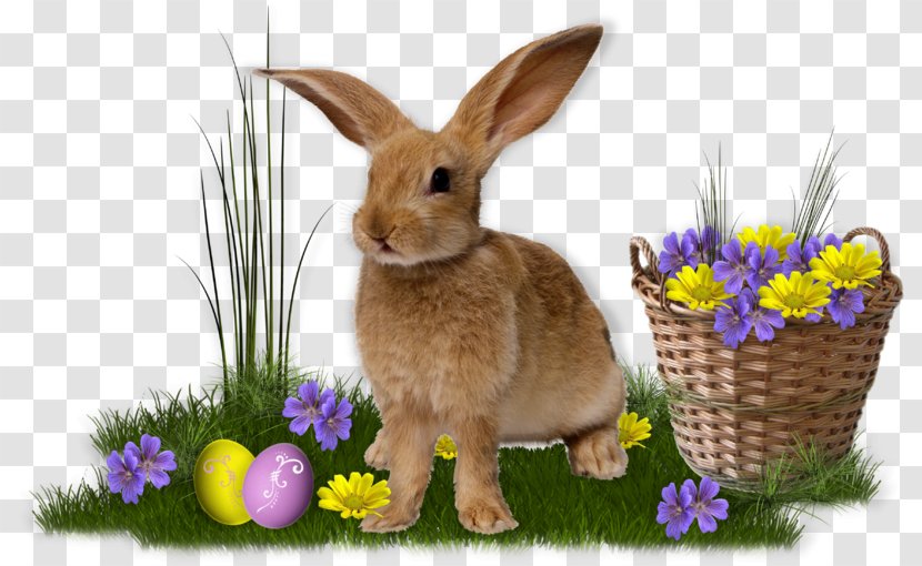 Domestic Rabbit Easter Bunny Care For Your Rabbit: The Official RSPCA Guide Hare - Rabits And Hares Transparent PNG