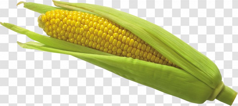 Flint Corn On The Cob Waxy - Vegetarian Food - Image Transparent PNG