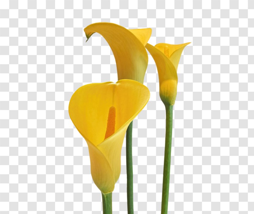 Cut Flowers Arum-lily Lilium - Callalily Transparent PNG