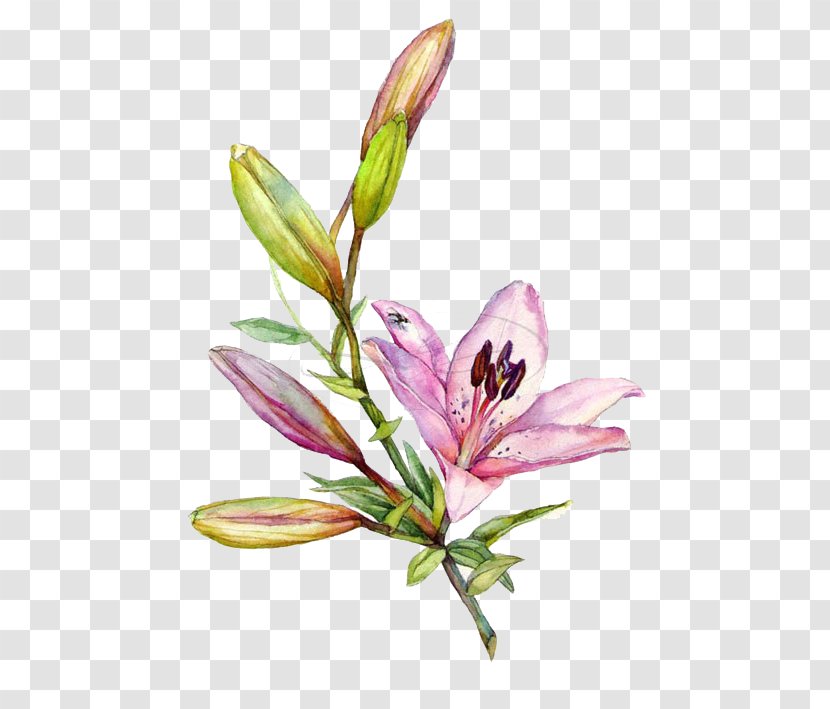 Lilium Watercolor Painting Drawing Illustration - Plant Stem - Hand-painted Lily Transparent PNG