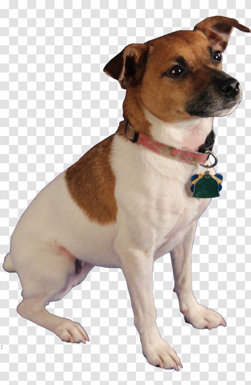 Jack Russell Terrier Cat Pest-Sniffing Dogs Bed Bug - Dog Crossbreeds Transparent PNG