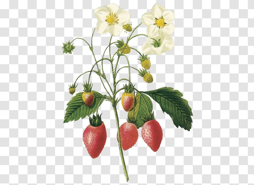 Virginia Strawberry Choix Des Plus Belles Fleurs Botanical Illustration Botany - Strawberries Transparent PNG
