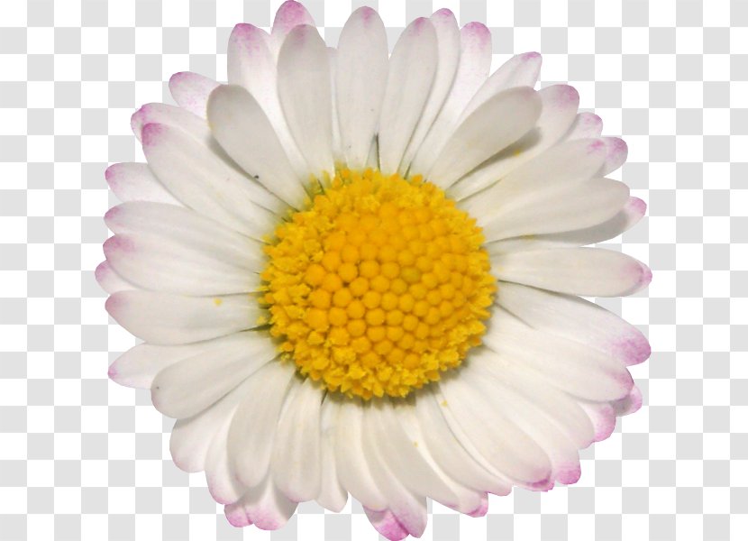 Common Daisy Chamomile Oxeye Clip Art Transparent PNG