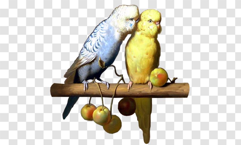 Budgerigar The Carolina Parakeet: America's Lost Parrot In Art And Memory Bird Columbidae Transparent PNG