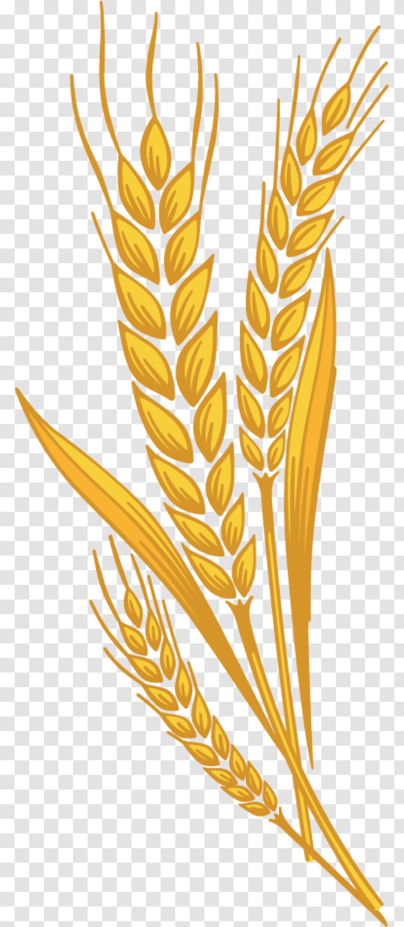 Muffin Emmer Common Wheat Cereal Germ Clip Art - Grass Transparent PNG