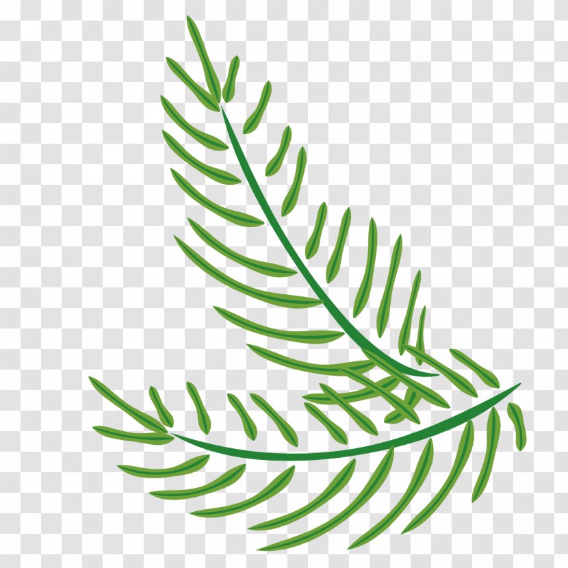 Green Leaf Twig Arecaceae - Grass Gis - Easter Palm Leaves Transparent PNG