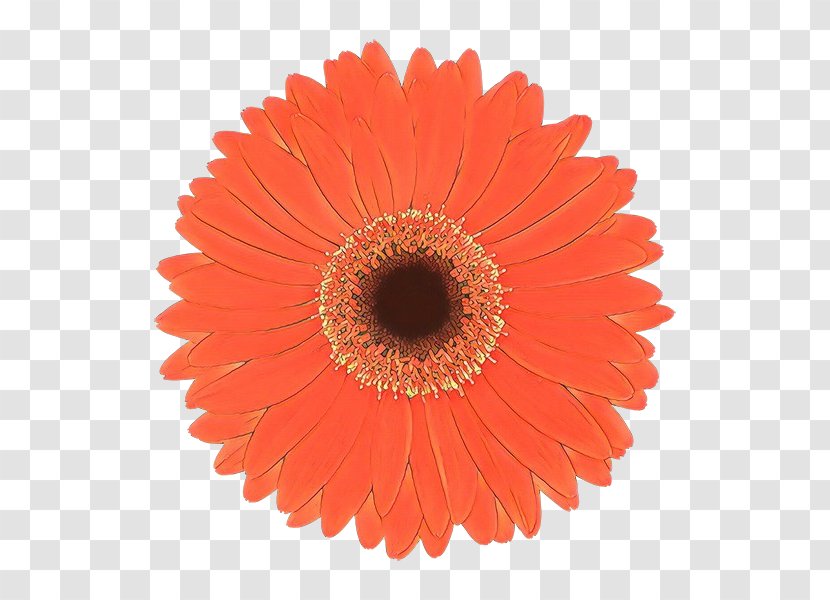 Orange - Daisy Family Cut Flowers Transparent PNG