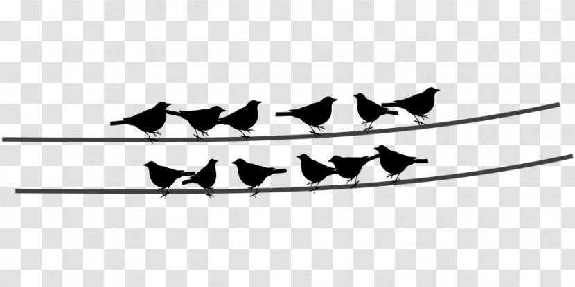 Bird Wire Electrical Cable Clip Art - Beak Transparent PNG