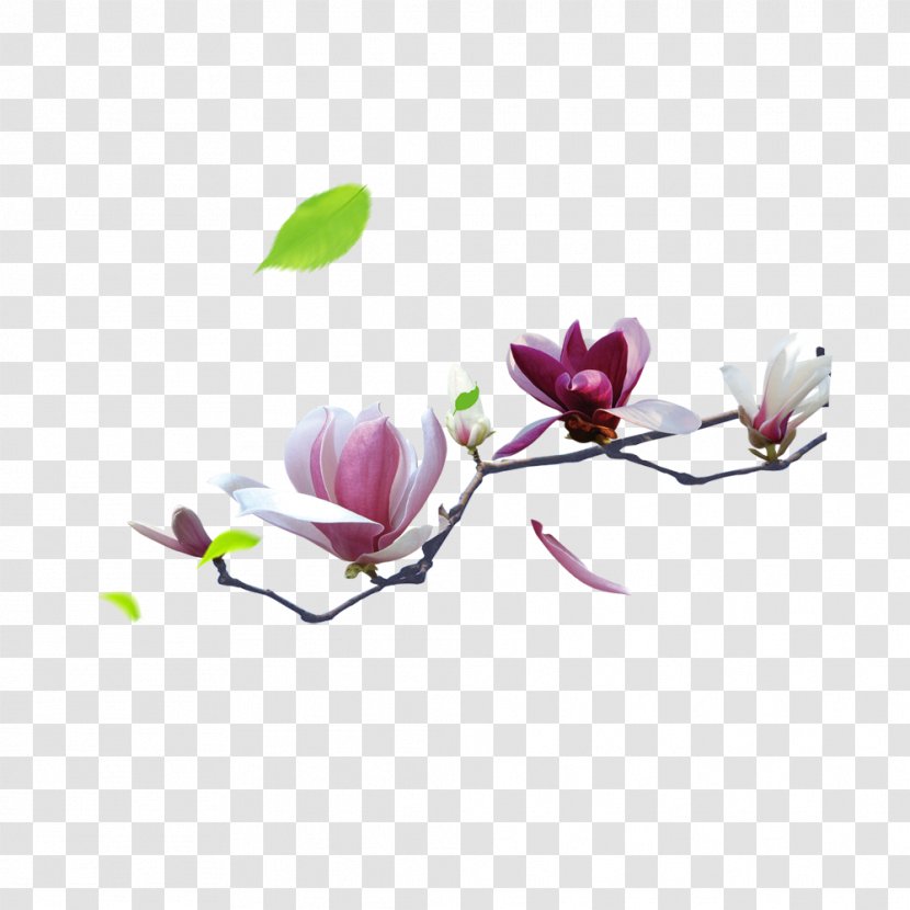 Lichun Solar Term Spring Chinese New Year - Petal - Opened In The Branches Of Pear Transparent PNG