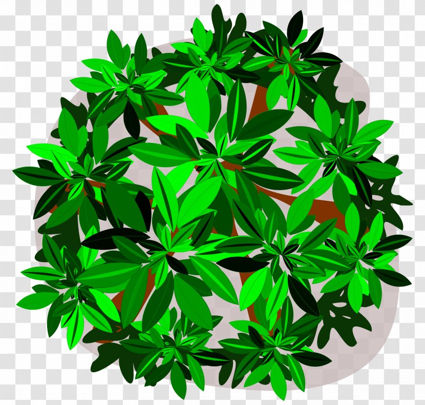 Tree Leaf Clip Art - Plant - Cassava Transparent PNG