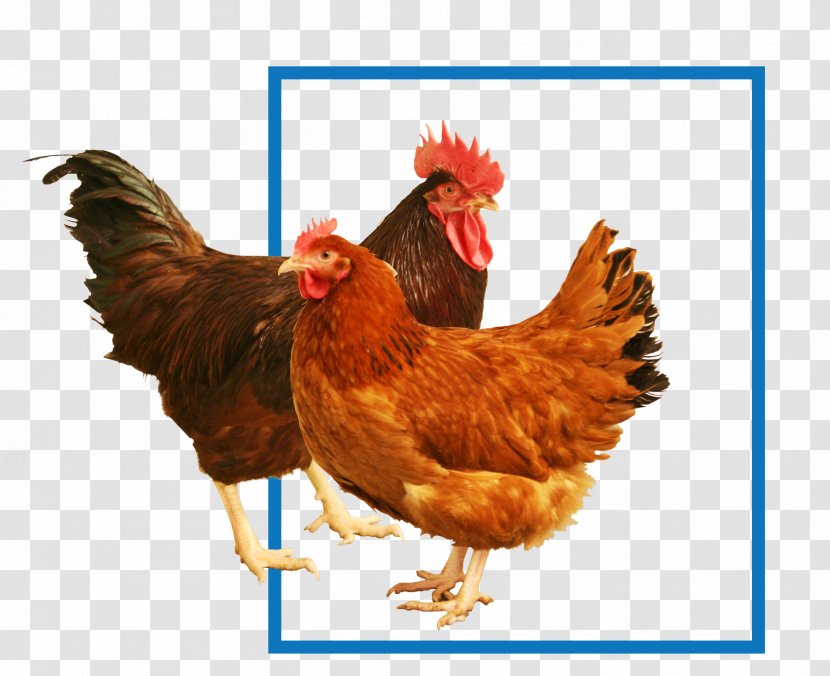 New Hampshire Chicken Rhode Island Red Sussex Cochin Plymouth Rock - Broiler - Fillet Transparent PNG