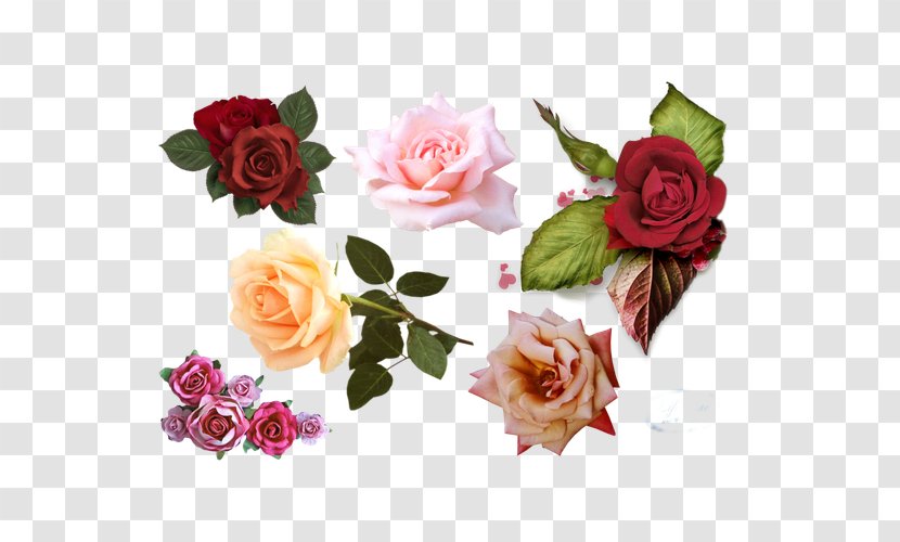 Garden Roses Centifolia Rosa Chinensis - Artificial Flower - Colorful Rose Decorative Pattern Transparent PNG