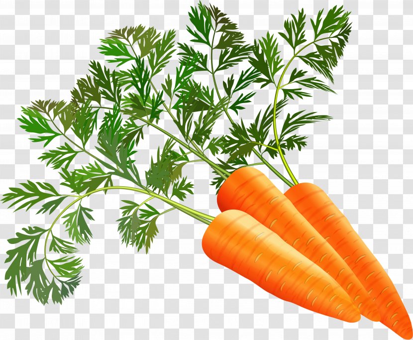 Juice Carrot Leaf Vegetable - Radish Transparent PNG