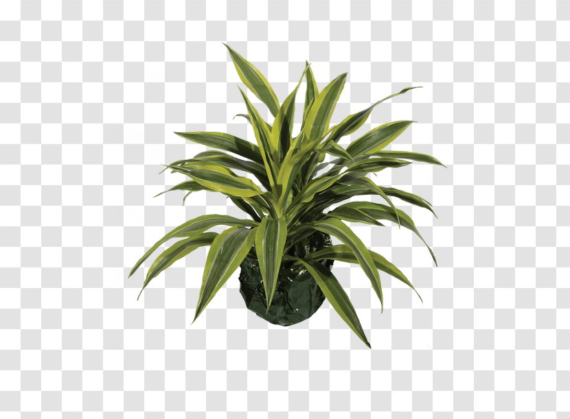 Peace Lily Houseplant Arecaceae Flowerpot - Palm Tree - Lemon Botanical Transparent PNG