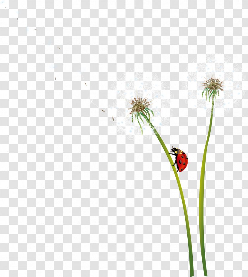 Dandelion Icon - Search Engine - Hand Painted White Transparent PNG