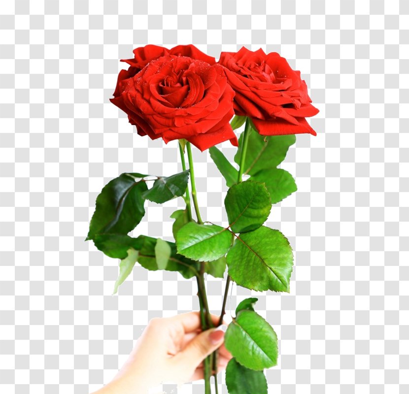 Valentine's Day Stock Photography Red Gift Rose - Flowering Plant Transparent PNG