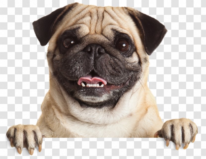 Pug Puppy Stock Photography Pet Dog Breed - Mammal Transparent PNG