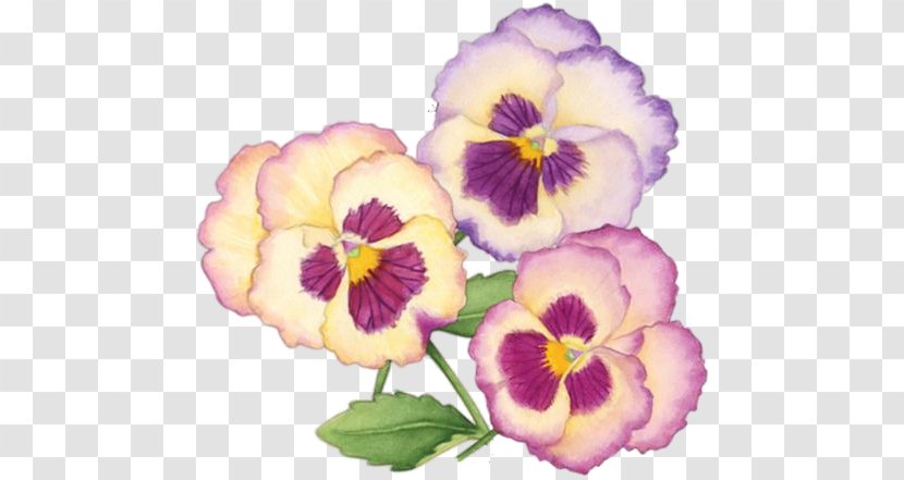 Pansy Annual Plant Drawing Photography Clip Art - White - Picture Frames Transparent PNG