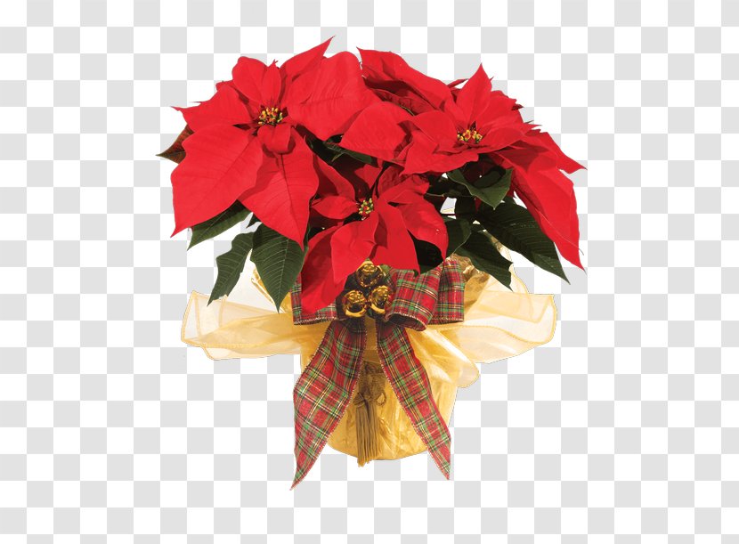 Christmas Decoration - Flower - Perennial Plant Impatiens Transparent PNG