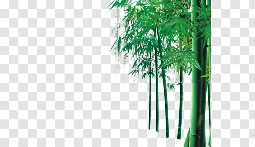 Bamboo Computer File - Search Engine Transparent PNG