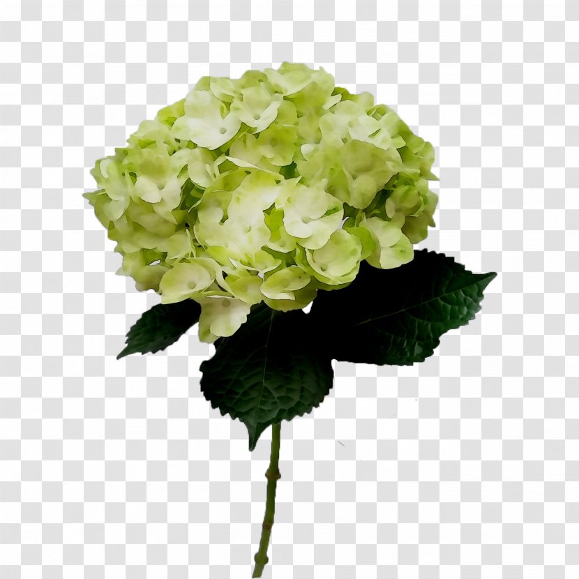 Hydrangea Cut Flowers Artificial Flower Annual Plant Transparent PNG