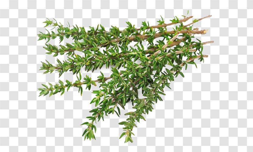 Garden Thyme Herb Food Stock Photography - Fines Herbes - Vegetable Transparent PNG