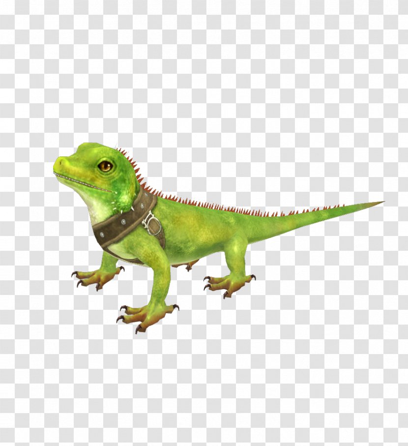 Common Iguanas Chameleons Dragon Lizards Last Chaos - Lizard Transparent PNG