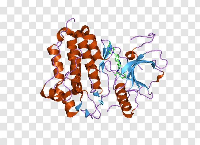 Epidermal Growth Factor Receptor Tyrosine Kinase Transparent PNG