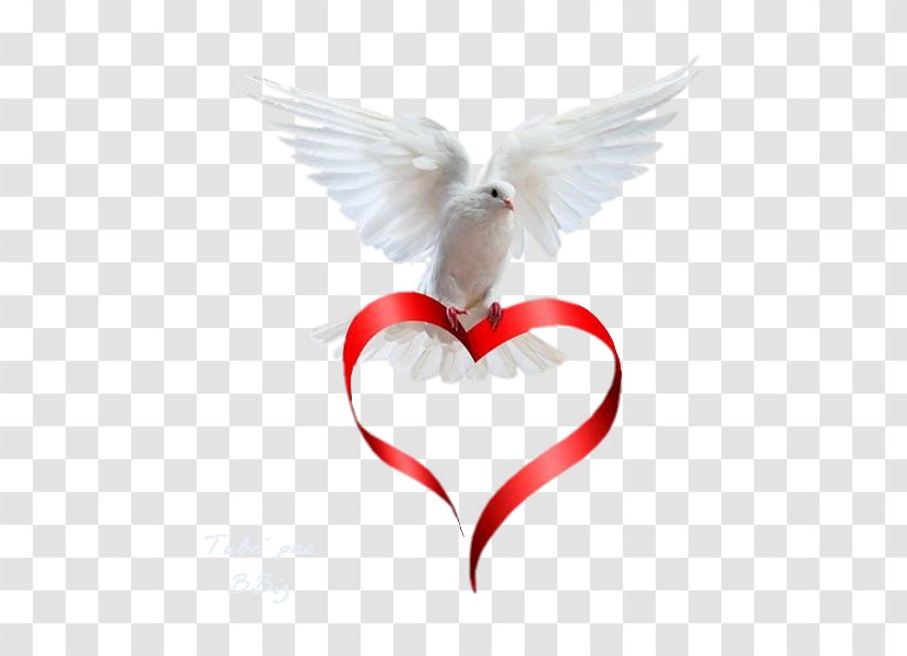 Peace Cousin Angel Text Love - Wing - Colombe Transparent PNG