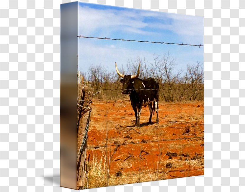 Cattle Landscape Fauna Jeffrey Horn - Like Mammal - Longhorn Transparent PNG
