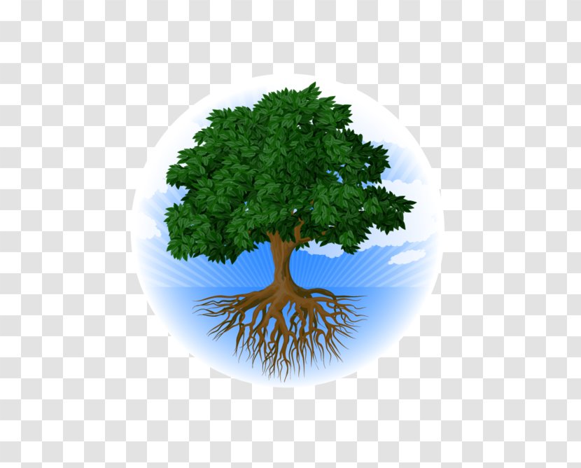 Tree Root Stock Photography Oak - Grass Transparent PNG