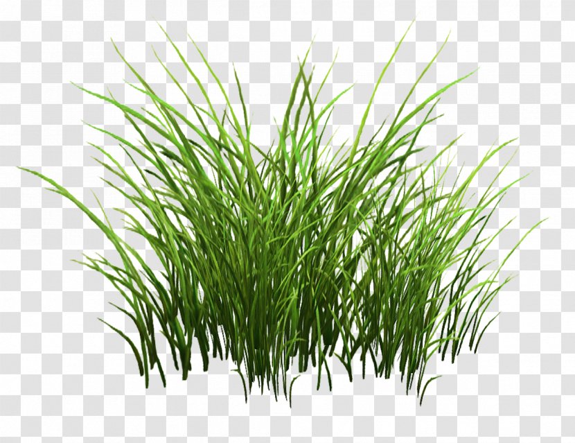Sweet Grass Vetiver Commodity Wheatgrass Plant Stem - Chrysopogon - Clump Of Transparent PNG