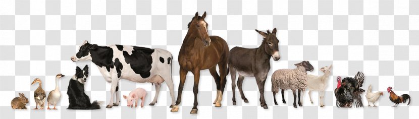 Horse Pet Sitting Veterinarian Livestock - Cattle Like Mammal Transparent PNG