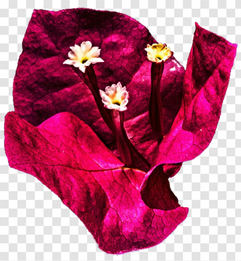 Magenta Velvet - Rose - Bougainvillea Transparent PNG