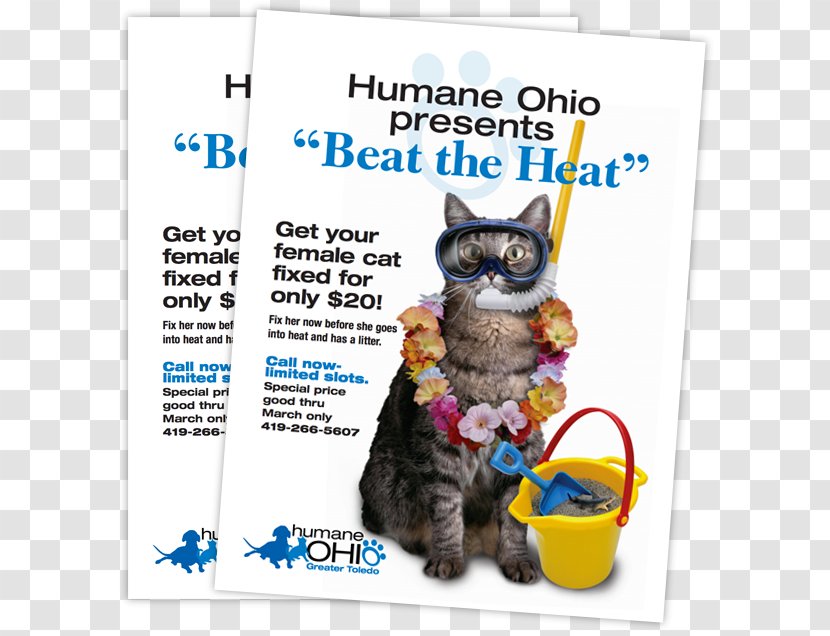 Kitten Promotion Neutering Slogan - Flyer - Doctor Clinic Flyers Transparent PNG