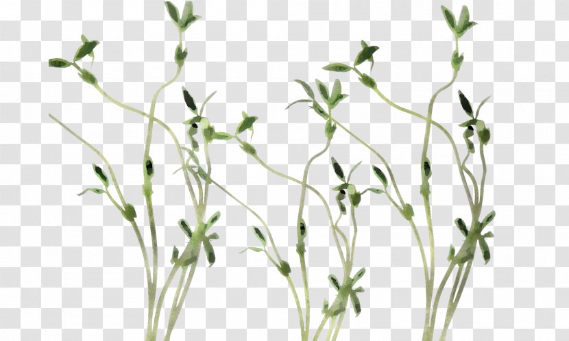 Plant Flower Grass Pedicel Family - Stem - Elymus Repens Twig Transparent PNG