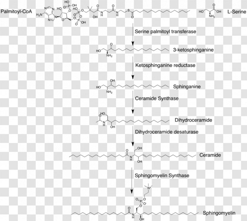 Sphingomyelin Glycosphingolipid Glycerophospholipid Globoside - Watercolor - Synthesis Transparent PNG
