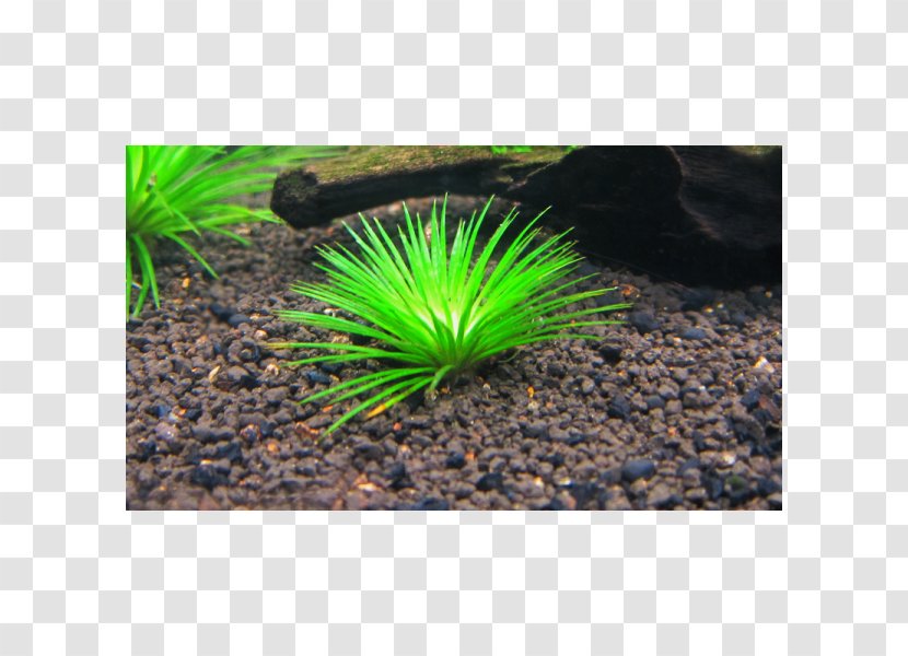 Aquatic Plants Aquariums Fresh Water Animal - Grass - Mangá Transparent PNG