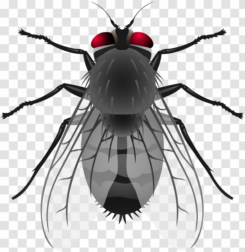 Insect Housefly Clip Art - Invertebrate Transparent PNG