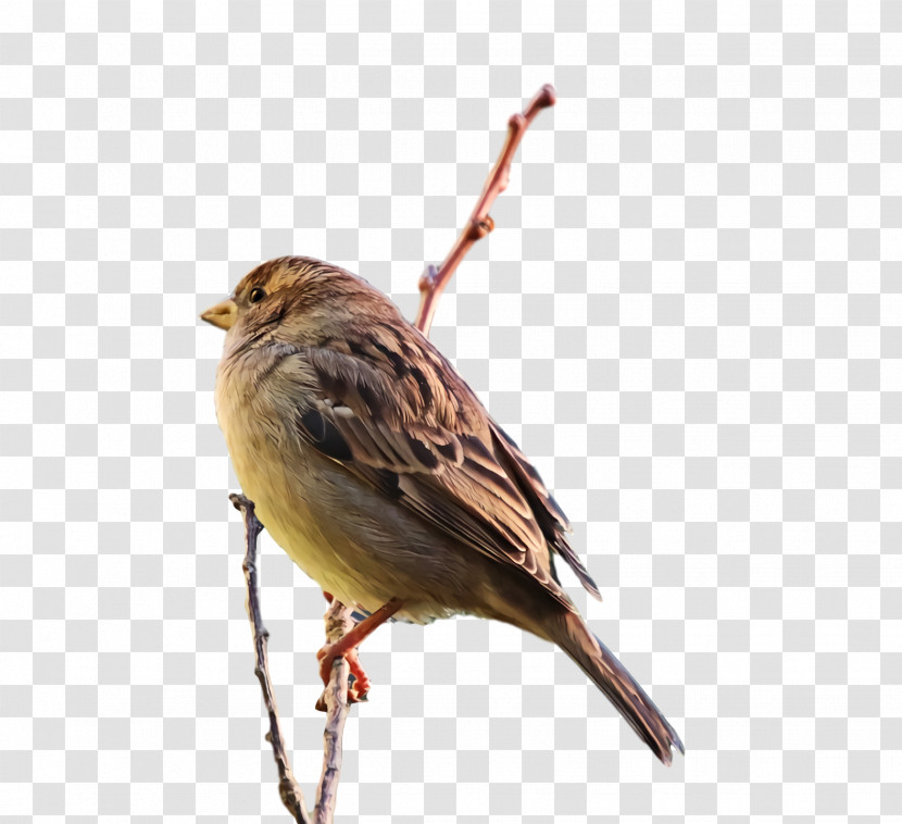 House Sparrow Birds House Finch Ortolan Bunting Old World Sparrow Transparent PNG