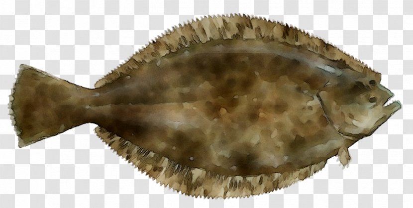 Inshore Slam Kayak Fishing LLC Flounder Fauna - Nature - Species Transparent PNG