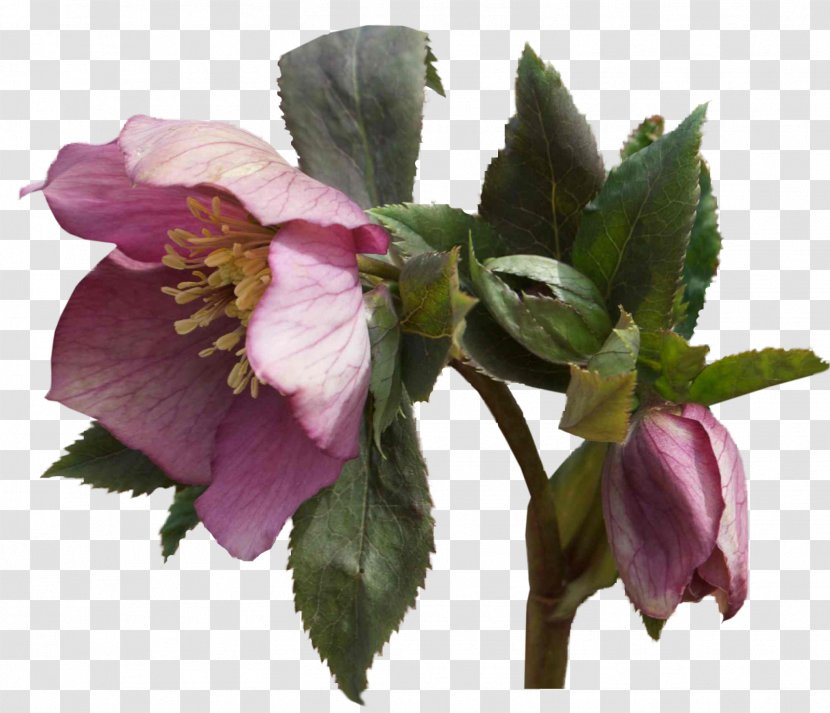 Helleborus Niger Flower Garden Roses Plant - Mallow Family - Blog Transparent PNG
